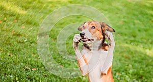Background. Portrait of a surprised dog with paws raised to the muzzle
