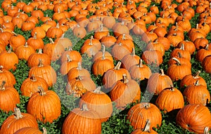 Background of pumpkins