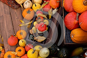 The background of pumpkins with leaves