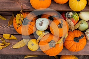 The background of pumpkins with leaves