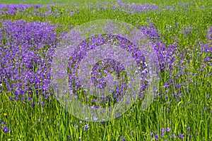 Background with purple bells and green grass on a sunny day