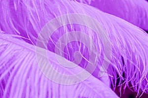 Background of Purple color feathers.