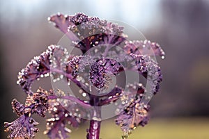 Background of purple decorative cabbage