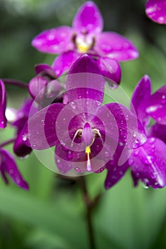 Background of purple flower