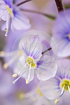 Background of purple flowers