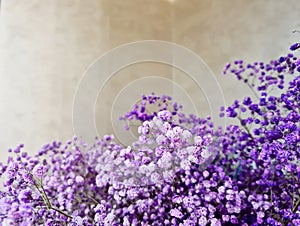Background with purple flowers gypsophil