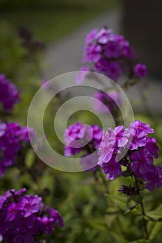 background with purple small flowers close-up in sunny weatherher