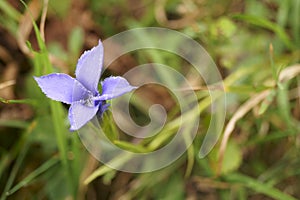 Purple wildflower - Gemeiner Fransenenzian, Gentianopsis ciliata photo