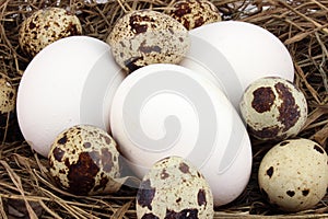 Background quail and chicken eggs