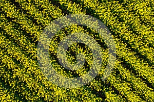 background with rapeseed blooming field