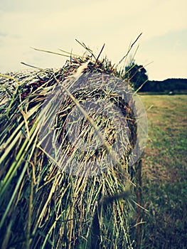 Background of a recently cut hay texture