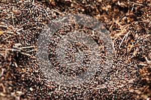 Background Of Red Ant Colony, Formica Rufa