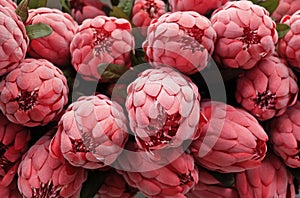 Background of Red Artificial Protea Aristata Flowers