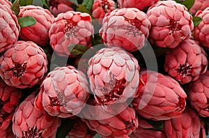 Background of Red Artificial Protea Aristata Flowers