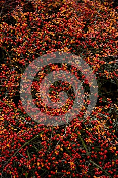 Background red berries in autumn