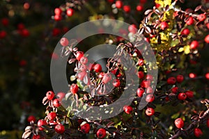 Background of red berries