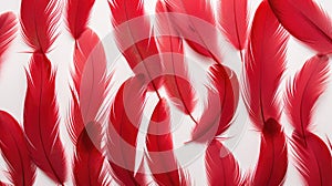 background red feathers