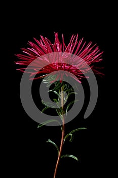Background with red flower - Asters Callistephus chinensis