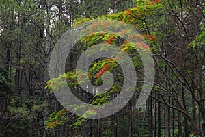 Background of red flowers of Flamboyan tree, Java, Indonesia photo