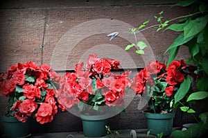 Background, red flowers in pots