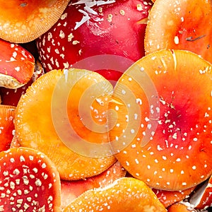 Background of red fly agarics. Red poisonous fly agaric. Close-up