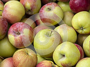 Background from red-green apples. New apple harvest