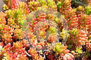 Background of red and green succulent plant