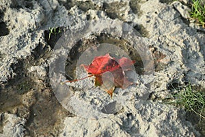 Background of red maple leaf, stone