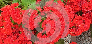 Background of red pelargonium flowers.