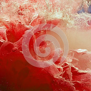 Background of  red peony  flower    in ice   cube with air bubbles