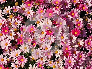 Background of red and pink daisy flowers