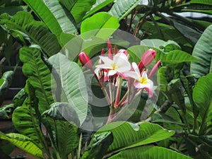 background of red Plumeria rubra flowers among the green leaves