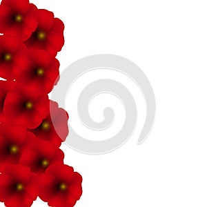 Background with Red Poppies isolated on white.