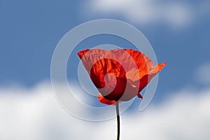 Background red poppy blue sky wild flowers blooming