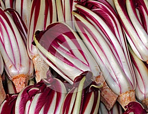 Background of red radicchio havested in the Po Valley in Italy i