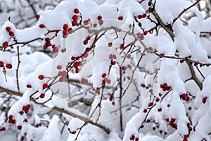 Background with red rose hips covered with snow