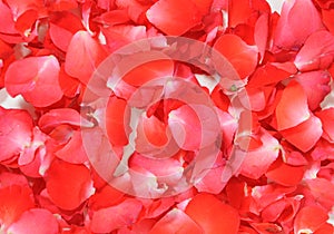 Background of red rose petals