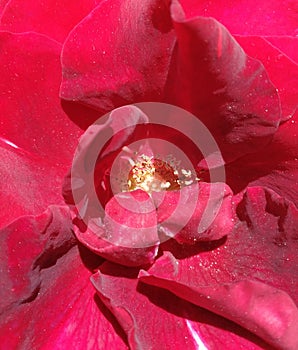 background of red  rose petals. Floral details. Intense red.