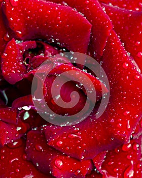 Background from red rose petals. Flower texture. Rose petals in dew drops.