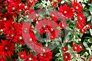 Background red texture abstract chrysanthemum flowers spring