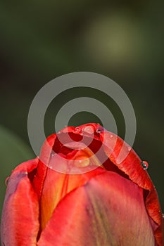 Background with red tulip petals with drops of water