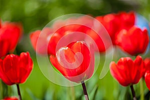 Background of red tulips