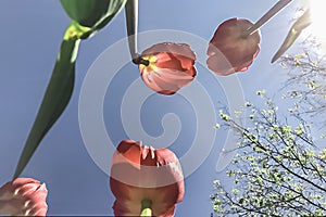 Background of red tulips in the rays of the sun against the sky.Bottom view. Spring