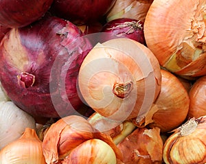 Background of Red and white onions