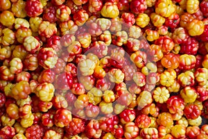 Background of red and yellow cloudberry berries collected in the swamp of Siberia