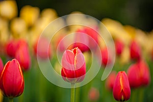 Background of red and yellow tulips