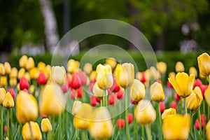 Background of red and yellow tulips