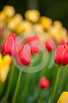 Background of red and yellow tulips