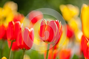 Background of red and yellow tulips