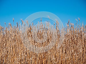 Background of Reeds and Blue Sky